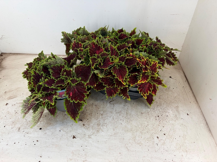 <h4>PLEC C MS BOURON STR</h4>