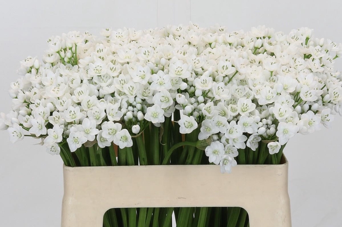 <h4>Allium Flocon</h4>