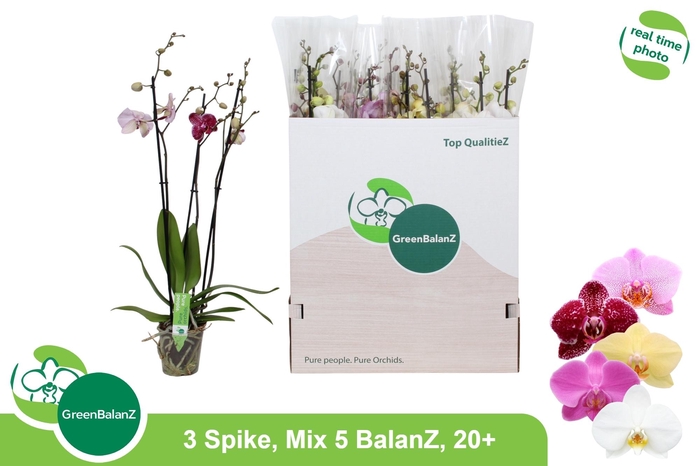 <h4>PHAL GEM 5 KL</h4>