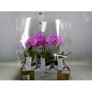 Phalaenopsis   ...