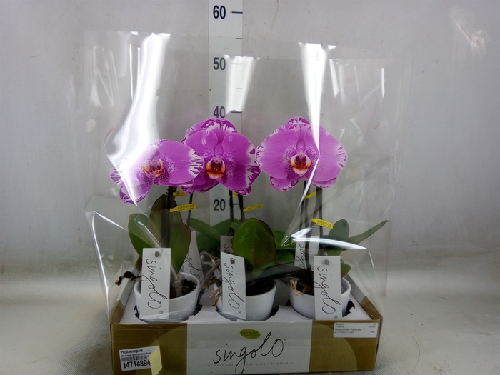 <h4>Phalaenopsis   ...</h4>