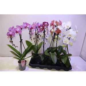 Phal Gem Umbrella