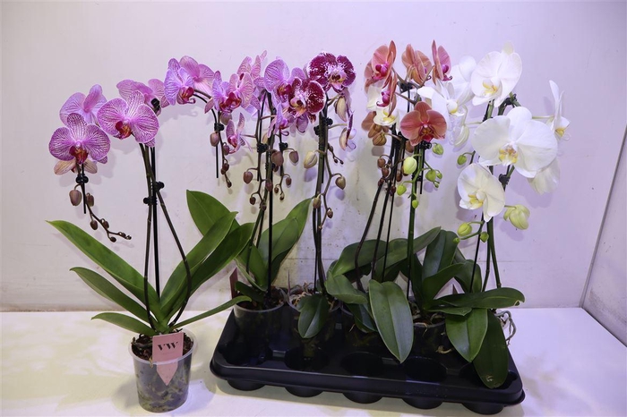 <h4>Phal Gem Umbrella</h4>