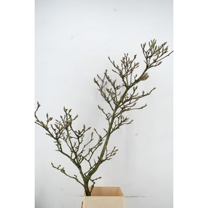 MAGNOLIA GRILLIG PER STEM 180CM