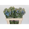 Oxypetalum Tweedia Blue
