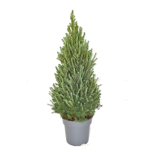 Picea glauca conica 'Perfecta' 80-90 cm pot 23