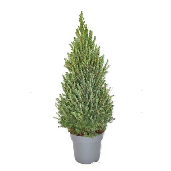 <h4>Picea glauca conica 'Perfecta' 80-90 cm pot 23</h4>