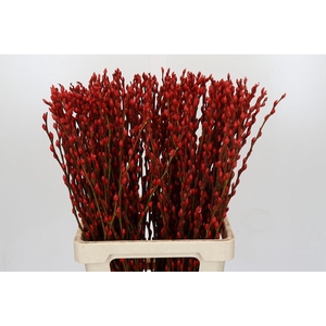 Salix Caprea Snow Flake P. Red
