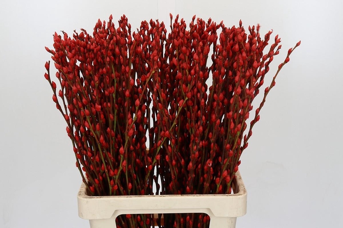 Salix Caprea Snow Flake P. Red