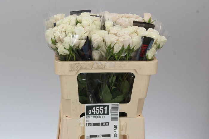 <h4>Rosa Tr Ec Majolika White</h4>