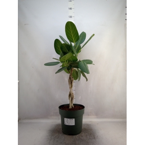 Ficus benghalensis 'Audrey'