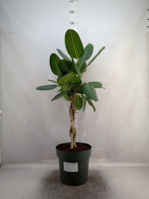 Ficus benghalensis 'Audrey'