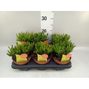 Crassula ovata 'Horn Tree'