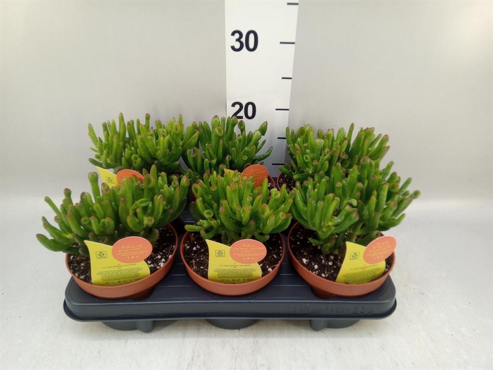 <h4>Crassula ovata 'Horn Tree'</h4>