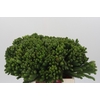 Kaaps Groen Albigreen