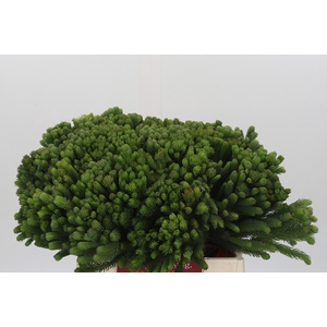 Kaaps Groen Albigreen