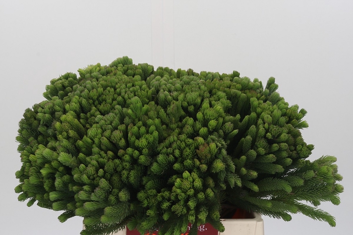 Kaaps Groen Albigreen