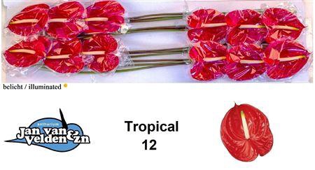 <h4>Anth A Tropical</h4>