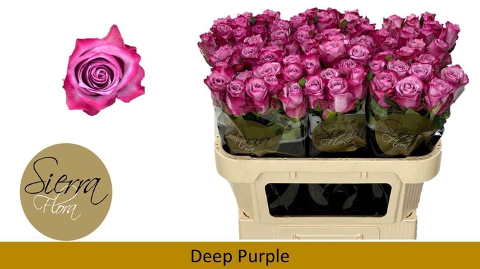 <h4>R Gr Deep Purple</h4>