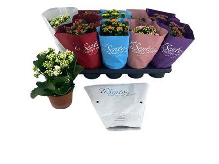 <h4>Kal Ge Gem 6 Kl 12cm Pot</h4>