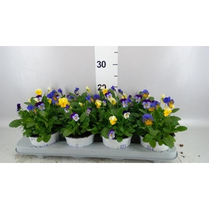 Viola   ...tricolor