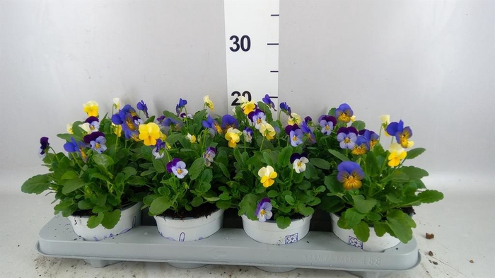 <h4>Viola ...tricolor</h4>