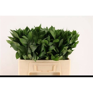 RUSCUS HYPOPHYLLUM