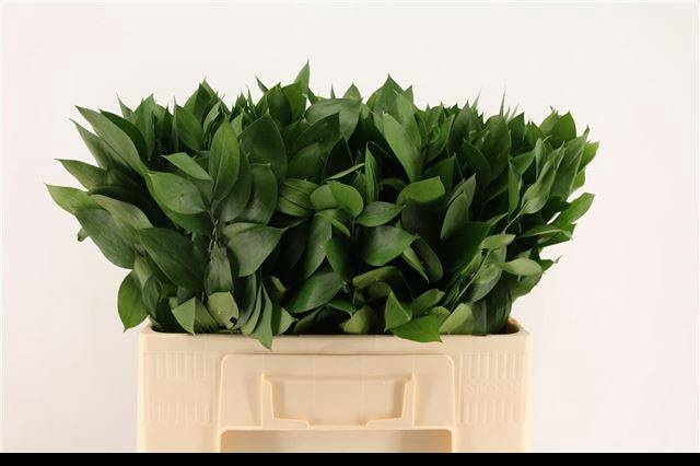 <h4>RUSCUS HYPOPHYLLUM</h4>