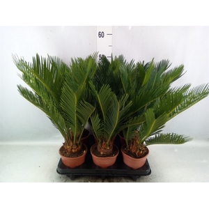 Cycas revoluta