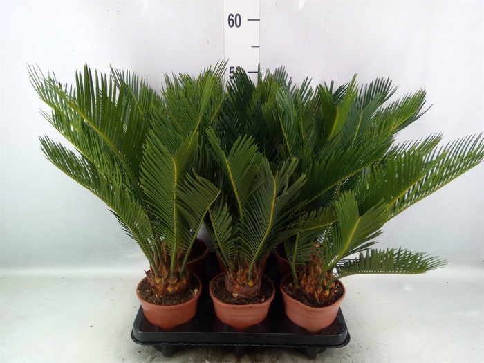 Cycas revoluta