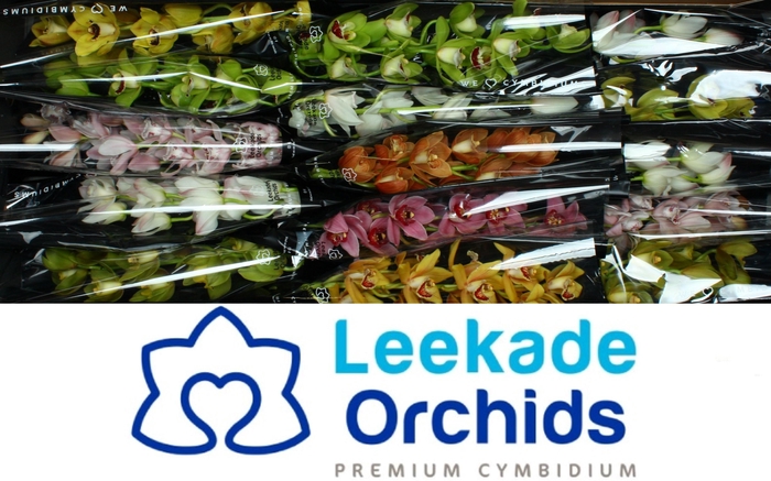 <h4>CYMB MI GEM</h4>