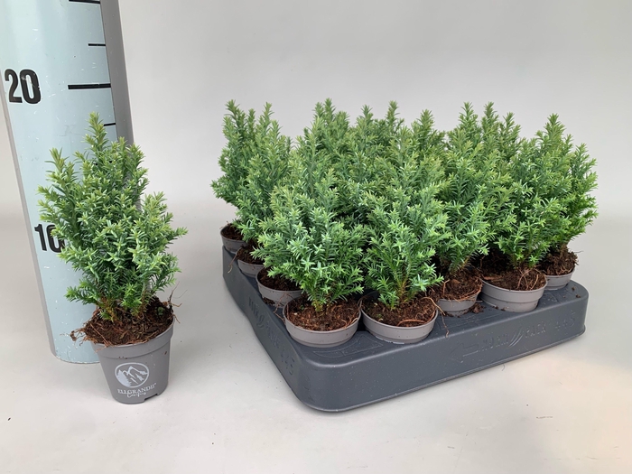 <h4>Chamaecyparis lawsoniana Ellgrandii</h4>