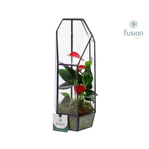 Metalen Lantaarn met Anthurium