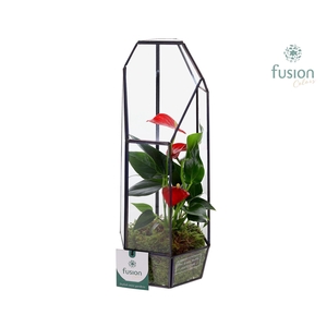 Metalen Lantaarn met Anthurium