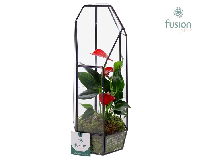 <h4>Metalen Lantaarn met Anthurium</h4>