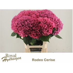 Hydr M Ch Rodeo Rd