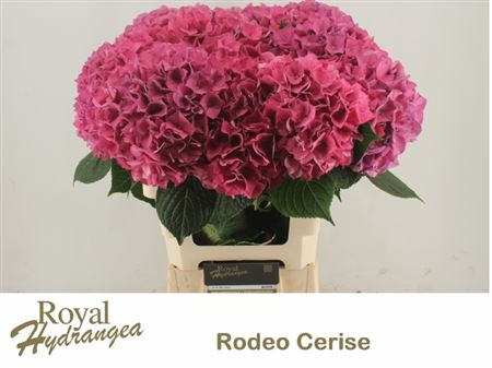 <h4>Hydr M Ch Rodeo Rd</h4>