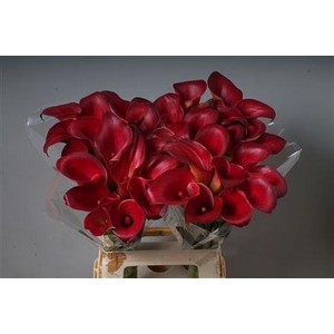 Zant Call Aruna True Red!!