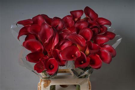 <h4>Zant Call Aruna True Red!!</h4>