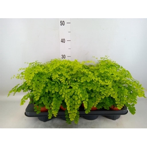 Adiantum raddi. 'Fragrans'