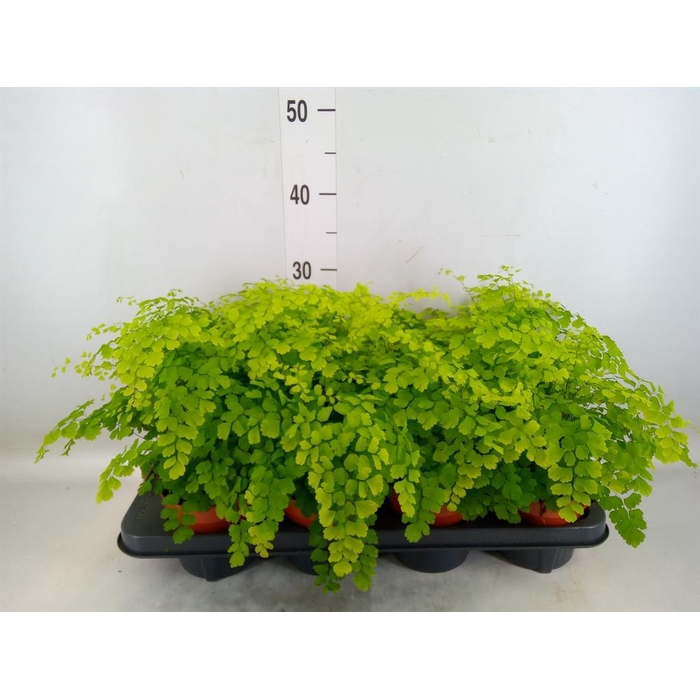 <h4>Adiantum raddi. 'Fragrans'</h4>