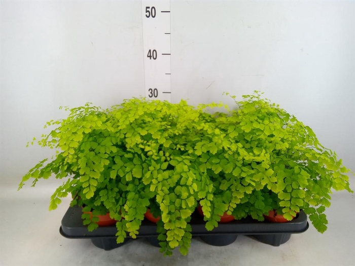 <h4>Adiantum raddi. 'Fragrans'</h4>