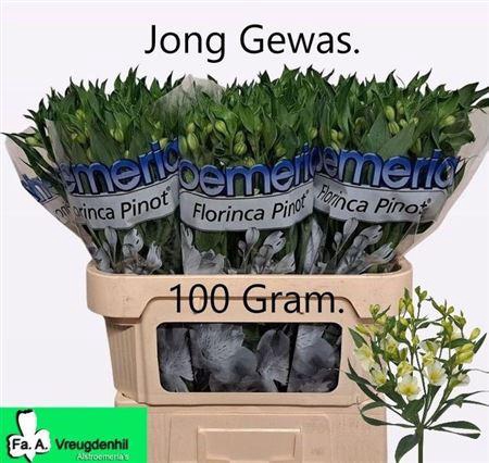 <h4>Alstroemeria Fl Pinot</h4>