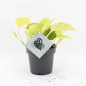 Epipremnum Champs Élysées