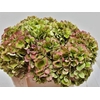 Hydrangea green red edge