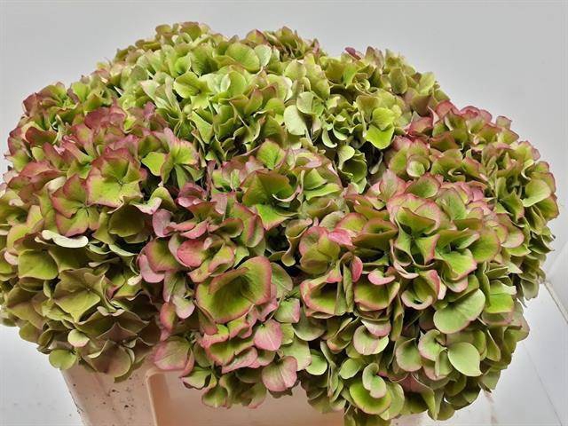 Hydrangea green red edge