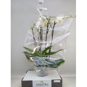 Phalaenopsis   ...white