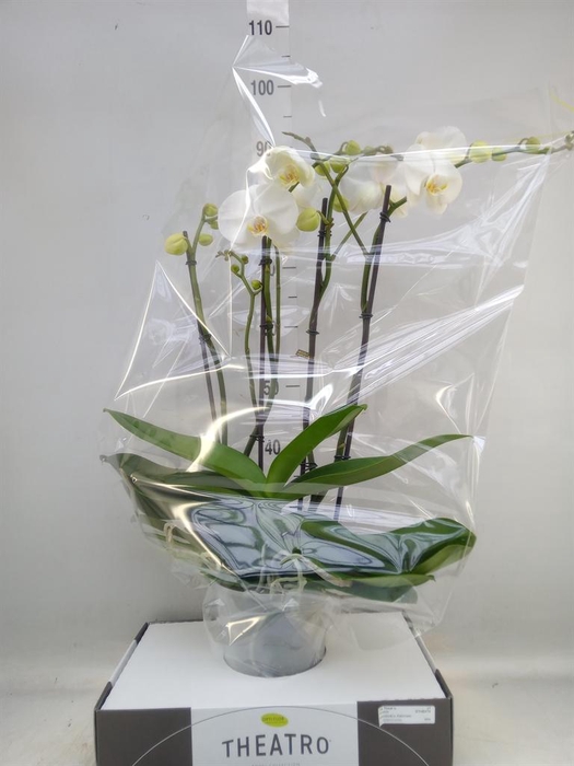 <h4>Phalaenopsis ...white</h4>