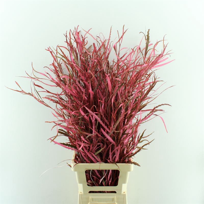 <h4>Grevillea Geverfd</h4>