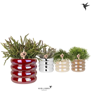 Kolibri Greens Rhipsalis mix in Glow pot mix
